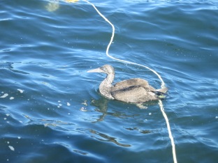 Gregory the gannet stealing our bait. Love that bird!