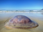 South Africa has big jellyfish